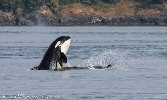 38' "The Blackfish Express" Tours in Eastsound, Washington