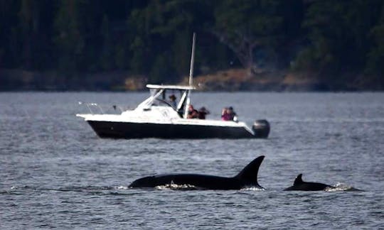 Excursiones de pesca de 26 pies en Eastsound, Washington