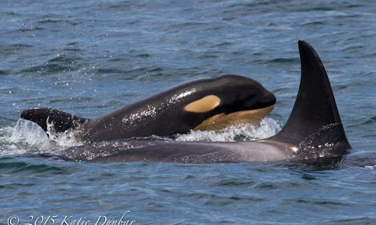 Excursiones de pesca de 26 pies en Eastsound, Washington