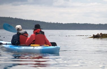 3-Hours Point Doughty Kayak Trip on Orcas Island in Eastsound, Washington