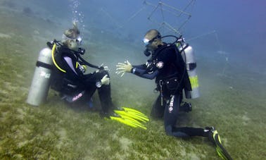 Try a PADI Diving Courses in Dahab