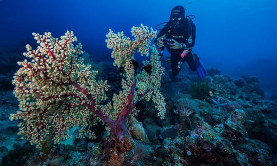 Diving Trips and Courses in San Juan