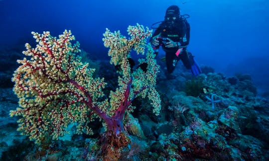 Diving Trips and Courses in San Juan