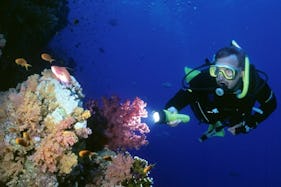 Diving Trips in Soma Bay