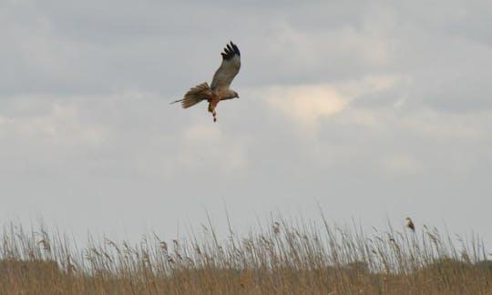 Tours de vida silvestre en Great Yarmouth, Reino Unido