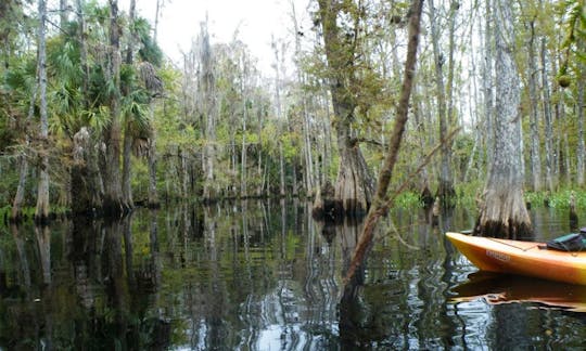 Come on an Kayaking Adventure.in Port Charlotte, Florida