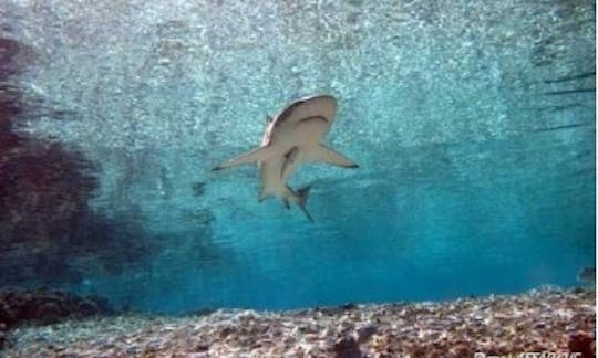 Diving Trips in Bora Bora, French Polynesia