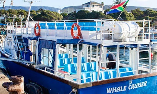 Whale Watching in Hermanus, South Africa