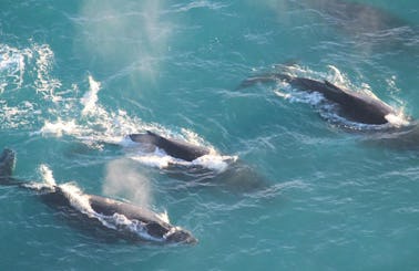 Whale Watching Flights
