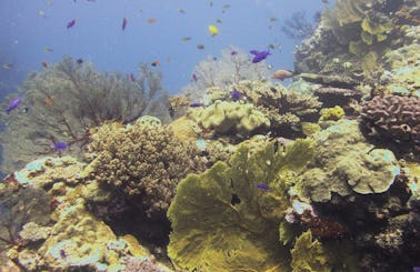 Diving in Hienghène - New Caledonia