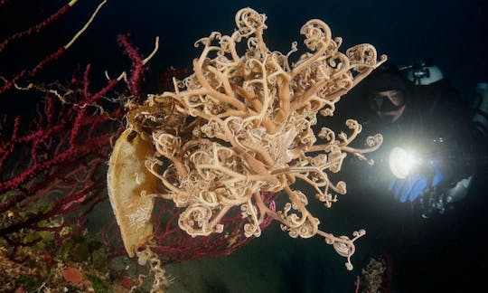 Boat Scuba Lessons in Monte Argentario