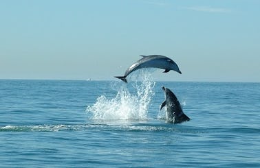 Two Hour Dolphin Safari Tour in Portuguese Coast