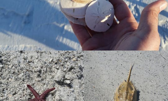 Cool sand dollars, star fish, and horseshoe crab