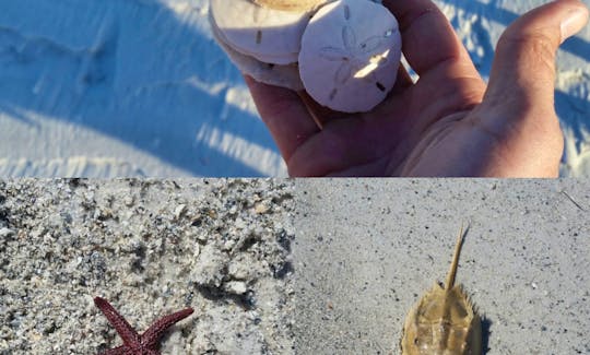 Cool sand dollars, star fish, and horseshoe crab