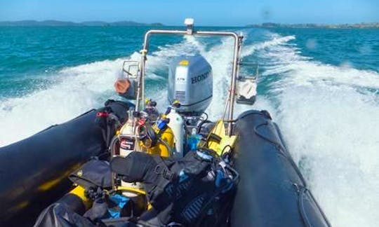 RIB Diving Trips in Warkworth, New Zealand