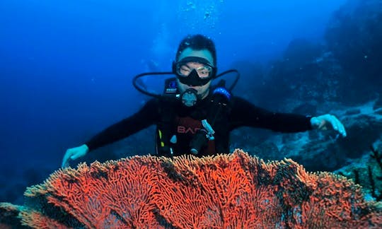 Fun Diving Trips in Sukakarya