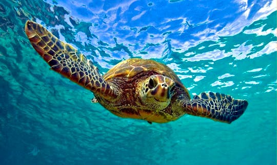 Turtle Islands Snorkeling Tour in Kuta