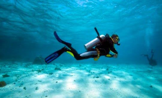 Diving Tour and PADI Courses in Picton