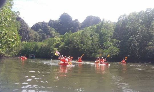 Mangrove Kayaking Tours in Langkawi