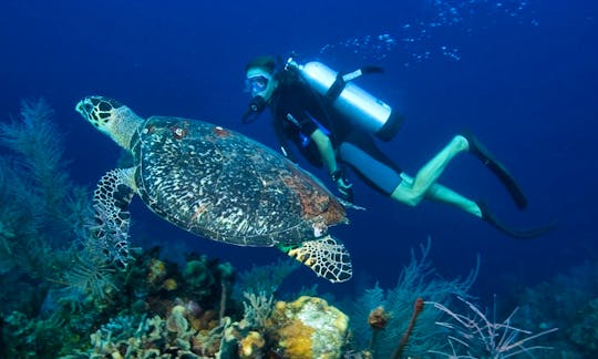 Diving Trips and PADI Courses in Bali