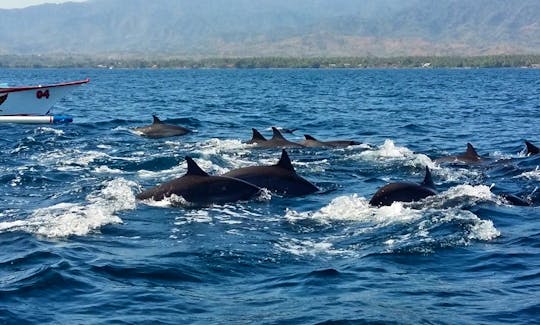 Dolphin Tours in Kuta Utara