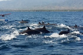 Dolphin Tours in Kuta Utara