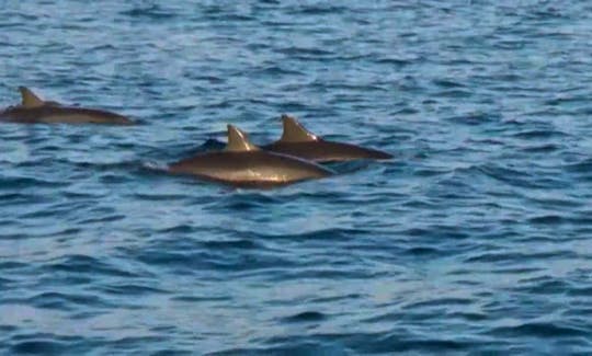 Dolphin Watching Tour in Denpasar Barat