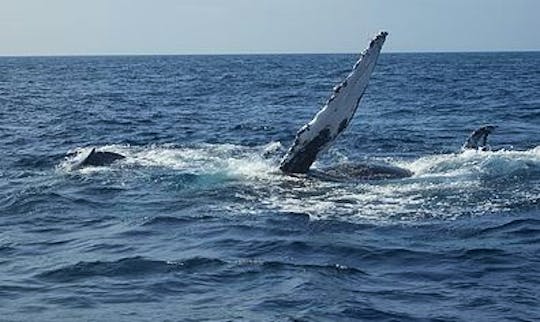 Whale Watching Tours in Onna-son