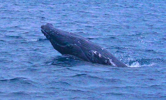 Whale Watching Tours in Onna-son