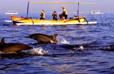 Dolphin Watching Tour in Denpasar Barat