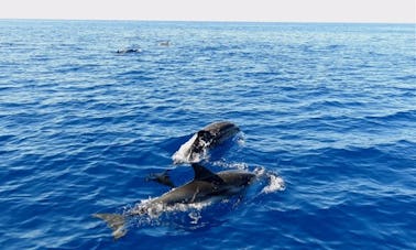 Excursion avec les dauphins à Vibo Valentia