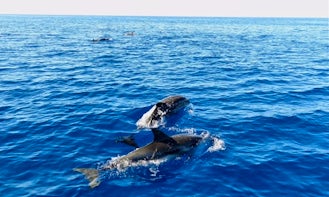 Dolphin Tour in Vibo Valentia