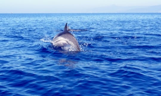 Dolphin Tour in Vibo Valentia