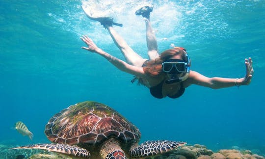 Diving Trips in Apo Island, Philippines