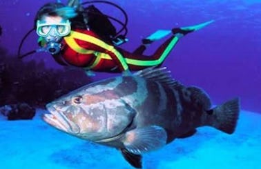 Diving Trips and Lessons in Flowers Bay