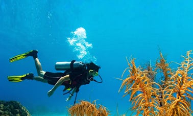 Discover the underwater scenery in Unawatuna, Sri Lanka
