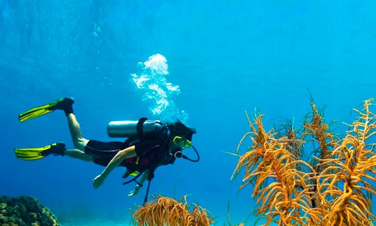 Discover the underwater scenery in Unawatuna, Sri Lanka