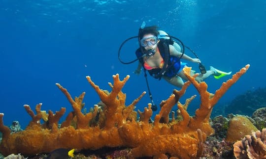 Discover the underwater scenery in Unawatuna, Sri Lanka