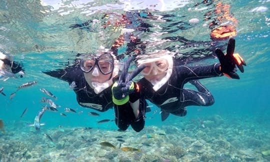 沖縄県本部町で美しい海洋生物を見る