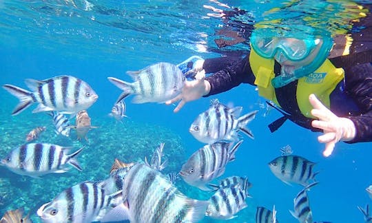 沖縄県本部町で美しい海洋生物を見る