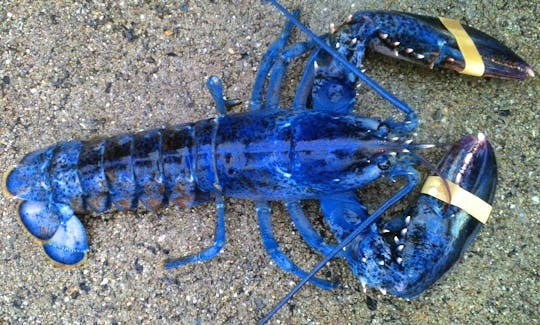 Lobstering, lighthouse and wildlife tours and private charters in Camden