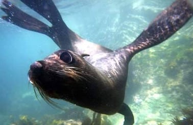 Seal Swim Tour in Kaikoura