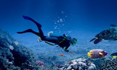 Snorkeling, Fun Diving Trips and Scuba Diving Courses in Trincomalee