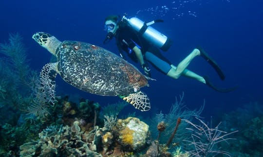 South Denpasar Diving Trips