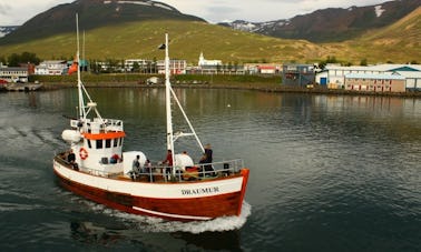 Observação de baleias em Dalvík