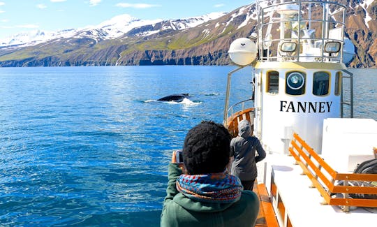 Observation des baleines à Húsavík