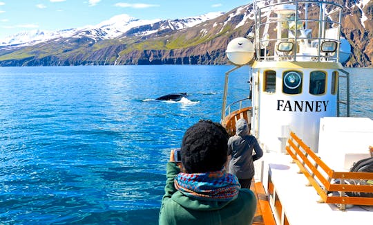 Whale Watching in Húsavík