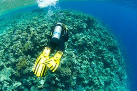 Daily Guided Dive Trips on Famous Dive Sites in Dahab, Egypt