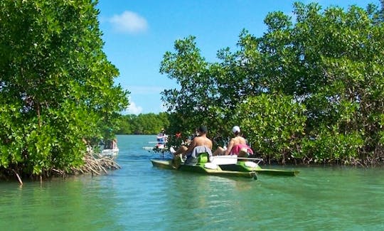 Mangrove Tour In Morne-À-l'Eau