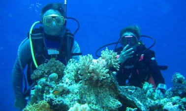 Viajes y cursos de buceo en Ustica